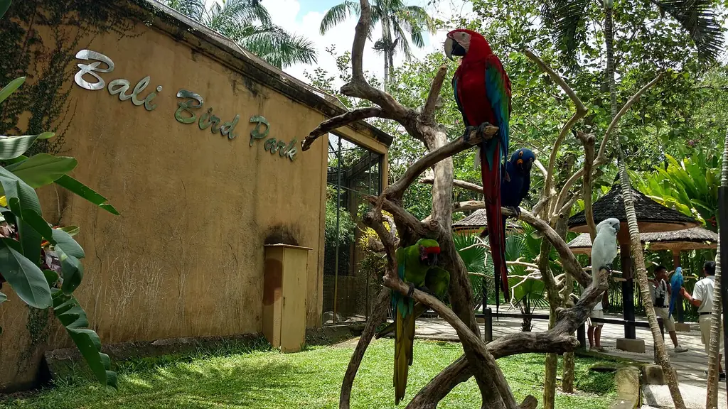 발리 버드파크(Bali Bird Park)