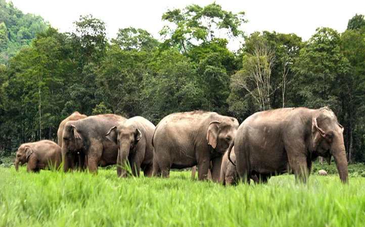 엘리펀트 네이처 파크 반나절 방문(Elephant Nature Park — Half Day Visit)