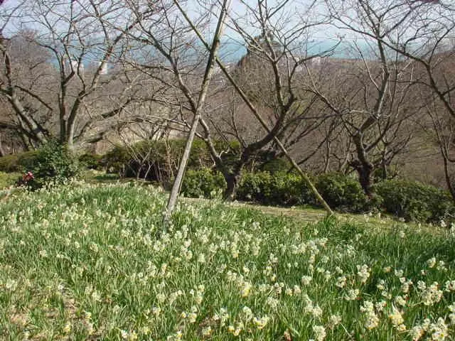 시라노에 식물공원(白野江植物公園)