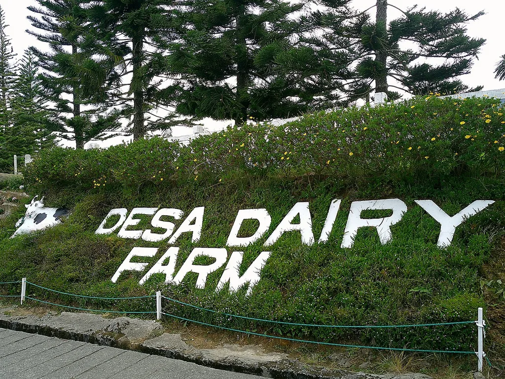 데사 낙농 목장(Desa Dairy Farm)