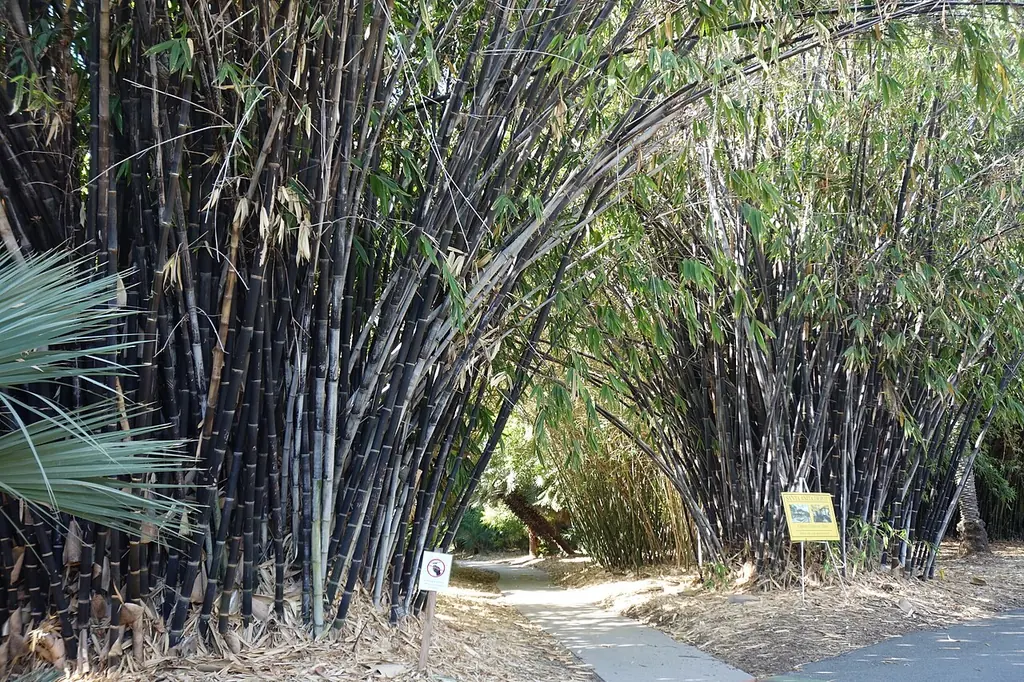 로스앤젤레스 카운티 수목원(Los Angeles County Arboretum & Botanic Garden)