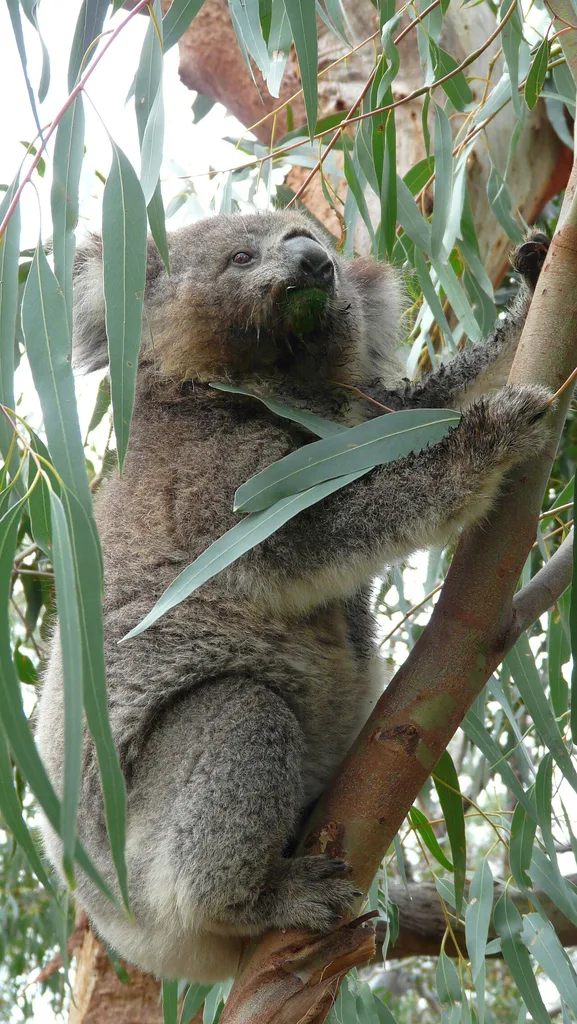 코알라 보호구역(Koala Conservation Reserve, 필립 아일랜드)