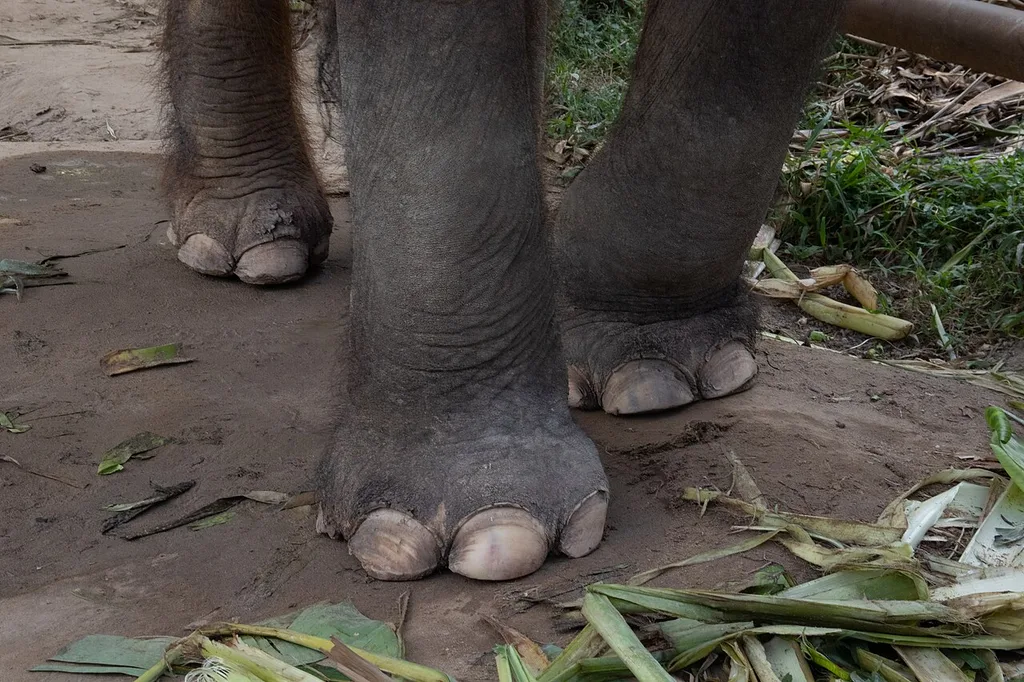 푸껫 코끼리 보호구역(Phuket Elephant Sanctuary)