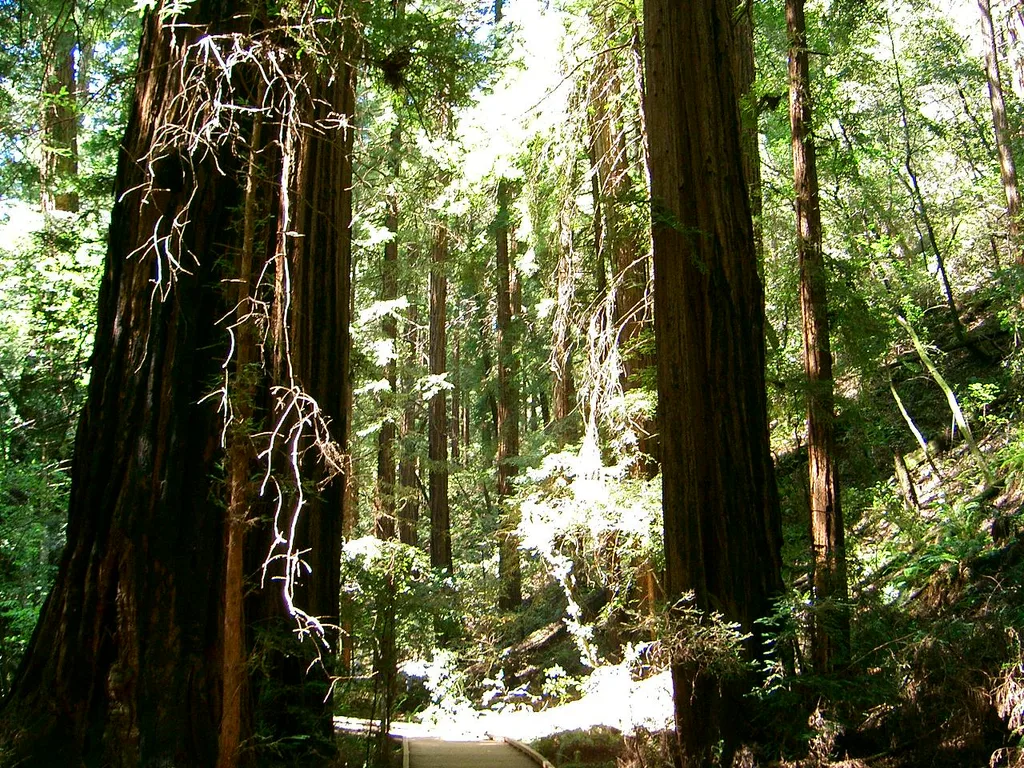 뮤어 우즈 국가기념물(Muir Woods National Monument)
