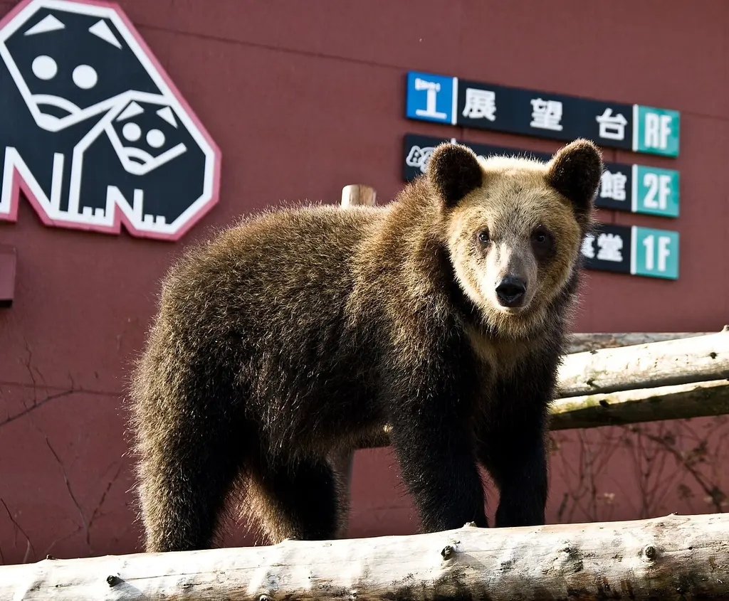 노보리베쓰 구마목장(のぼりべつクマ牧場)