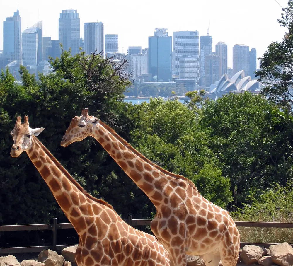 타롱가 동물원(Taronga Zoo Sydney)